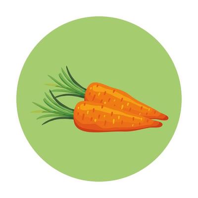 fresh carrots vegetables in frame circular