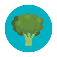 fresh broccoli vegetable in frame circular isolated icon vector