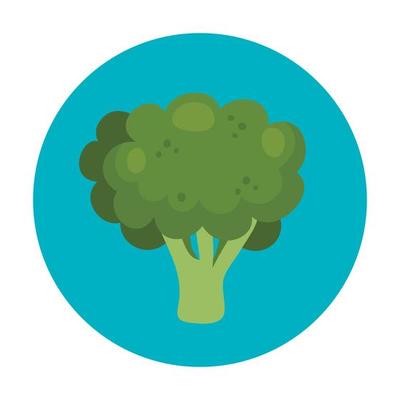 fresh broccoli vegetable in frame circular isolated icon