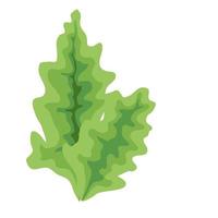 lechuga fresca vector