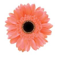 Gerbera Flower Isolated on White Background Vector Illustration