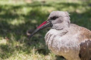 ibis hadada, aves en sudáfrica. foto