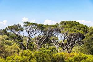 enormes árboles sudafricanos en el jardín botánico kirstenbosch, ciudad del cabo. foto