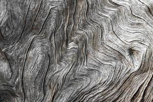 Hermosa textura de árbol curvo de Ciudad del Cabo, Sudáfrica.