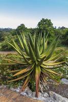 gran planta de cactus de aloe vera, ciudad del cabo, sudáfrica.