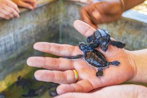 Cute black turtle babies on hands in Bentota Sri Lanka. photo