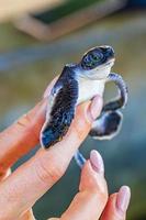 Cute black turtle baby on hands in Bentota Sri Lanka.