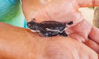 Cute black turtle baby on hands in Bentota Sri Lanka. photo