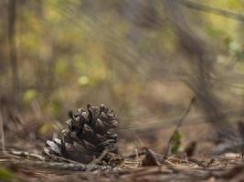 cono de pino en el follaje de otoño foto