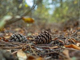 two pine cone in autumn foliage in the forest photo