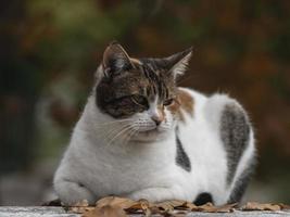 street spotted cat on autumn street photo
