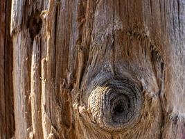 dry tree trunk.wood texture photo