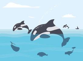 jumping killer whales vector