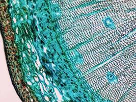 micrografía de madera de pino foto