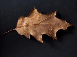 rain drops on leaf photo