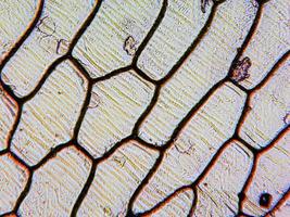 micrografía de epidermus de cebolla foto