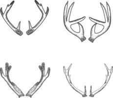 Hand Drawn Different type of Horns. Sketch Horns Of Deer, Antelope, Ram, Sheep, Elk. Bohol And Rustic Illustration