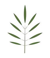 branch leaves foliage vector