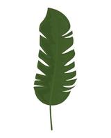tropical leaf nature vector