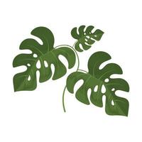 leaves monstera icons vector