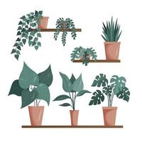 Various indoor houseplants isolated on a white background. A set of fashionable indoor plants for the house. Color flat vector illustration