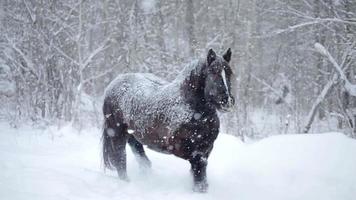 cavalli fuori durante una tempesta di neve invernale video