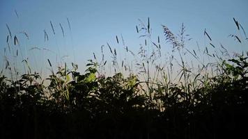 soufflant l'herbe haute en silhouette. video