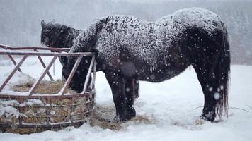 Pferde, die während eines Winterschneesturms Heu fressen video