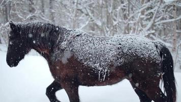 cavalli fuori durante una tempesta di neve invernale video