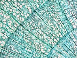 micrografía de tallo de tilia foto