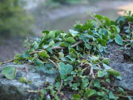 ivy plant and stone wall background photo