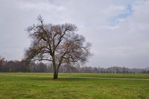 Lonely beautiful tree with the last golden leaves on a meadow around photo