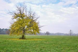 Lonely beautiful tree with the last golden leaves on a meadow around