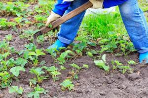 The farmer weeds strawberry bushes and removes weeds from the soil in the garden. photo