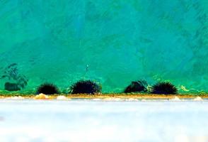 la familia de los erizos de mar pegada al muelle de hormigón de la bahía del mar. foto