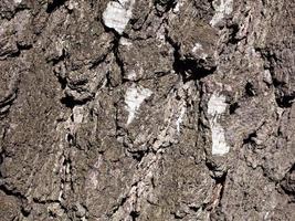 Horizontal Texture of bark old birch. photo