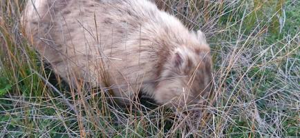 blonde wombat in the wild photo