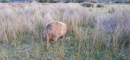 blonde wombat in the wild photo