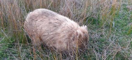 wombat rubio en la naturaleza