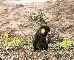 cacatúa negra de cola amarilla foto