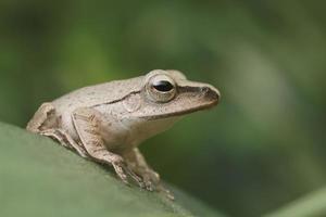 close up brown frog on green leaf photo