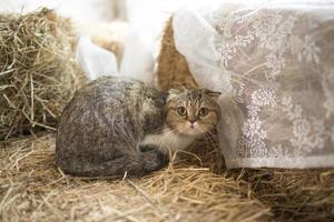 cute cat lying on floor photo