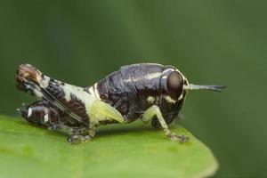 grasshopper on green leaf photo