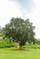 bodhi tree and green bodhi leaf with sunlight at temple thailand - Tree of buddhism photo