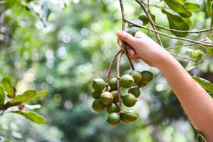 woman hand holding macadamia nut in natural on the macadamia tree in farm photo