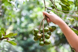 Mujer mano sujetando nuez de macadamia en natural en el árbol de macadamia en la granja foto