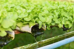 Lechuga hidropónica que crece en el jardín Ensalada de lechuga de granja hidropónica orgánica para alimentos saludables, vegetales de invernadero en tubería de agua con roble verde y roble rojo. foto