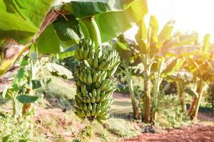 Green bananas in the garden on the banana tree agriculture plantation in Thailand summer fruit. photo