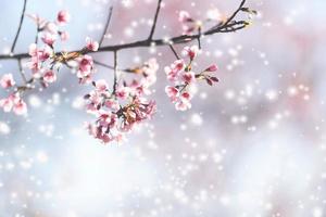 Wild Himalayan Cherry Blossom, beautiful pink sakura flower at winter with snow landscape. photo