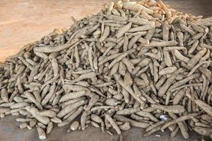 Pile of cassava root agriculture is harvesting tapioca in market from cassava farms. Other name manihot esculenta, yuca, manioc, mandioca, Brazilian arrowroot photo